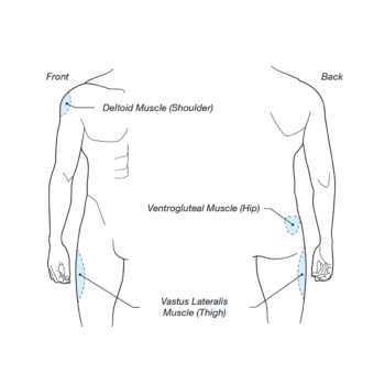 Guide to certain muscles on the body