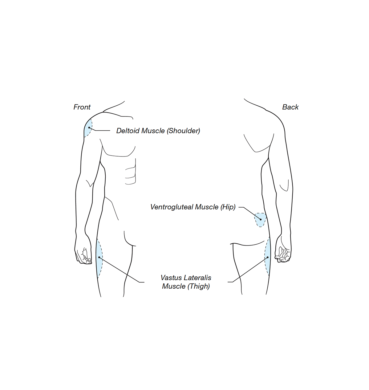 Guide to certain muscles on the body